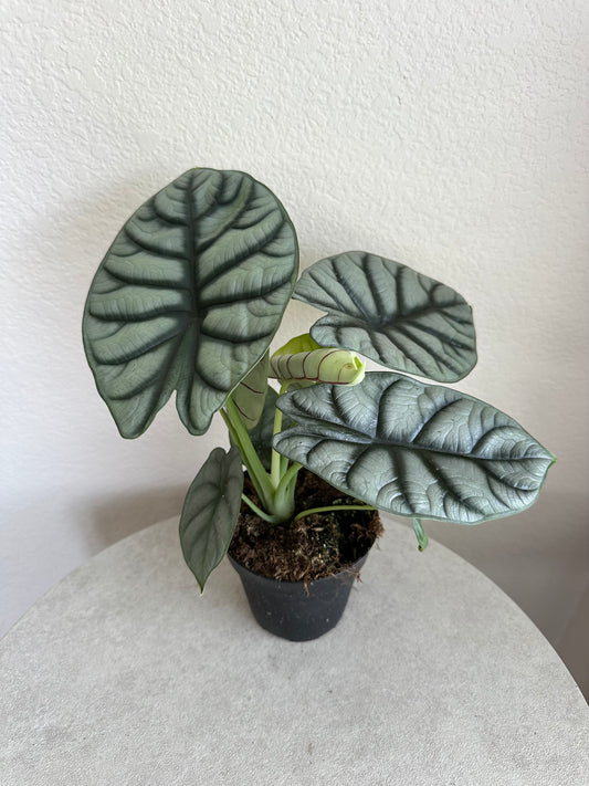 4” Alocasia Silver Dragon
