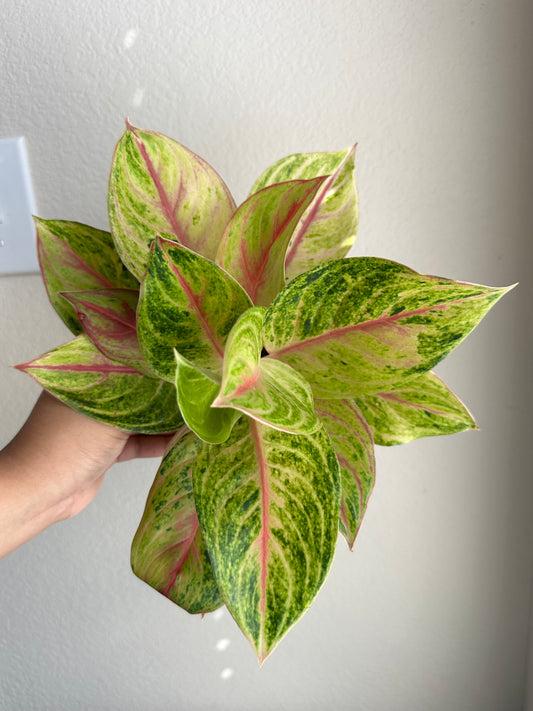 5” Golden Papaya Aglaonema