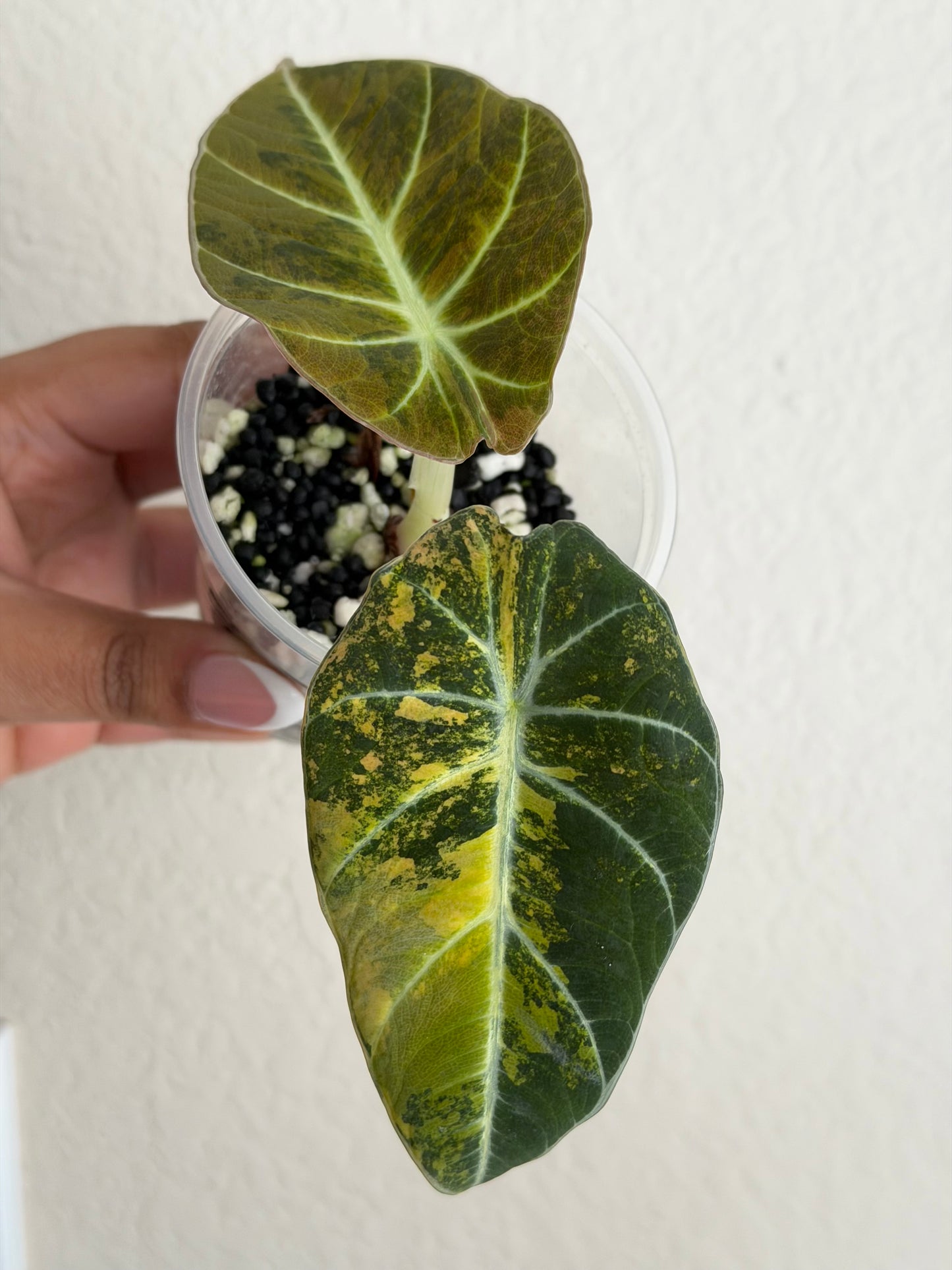Rare Alocasia Black Velvet Gold