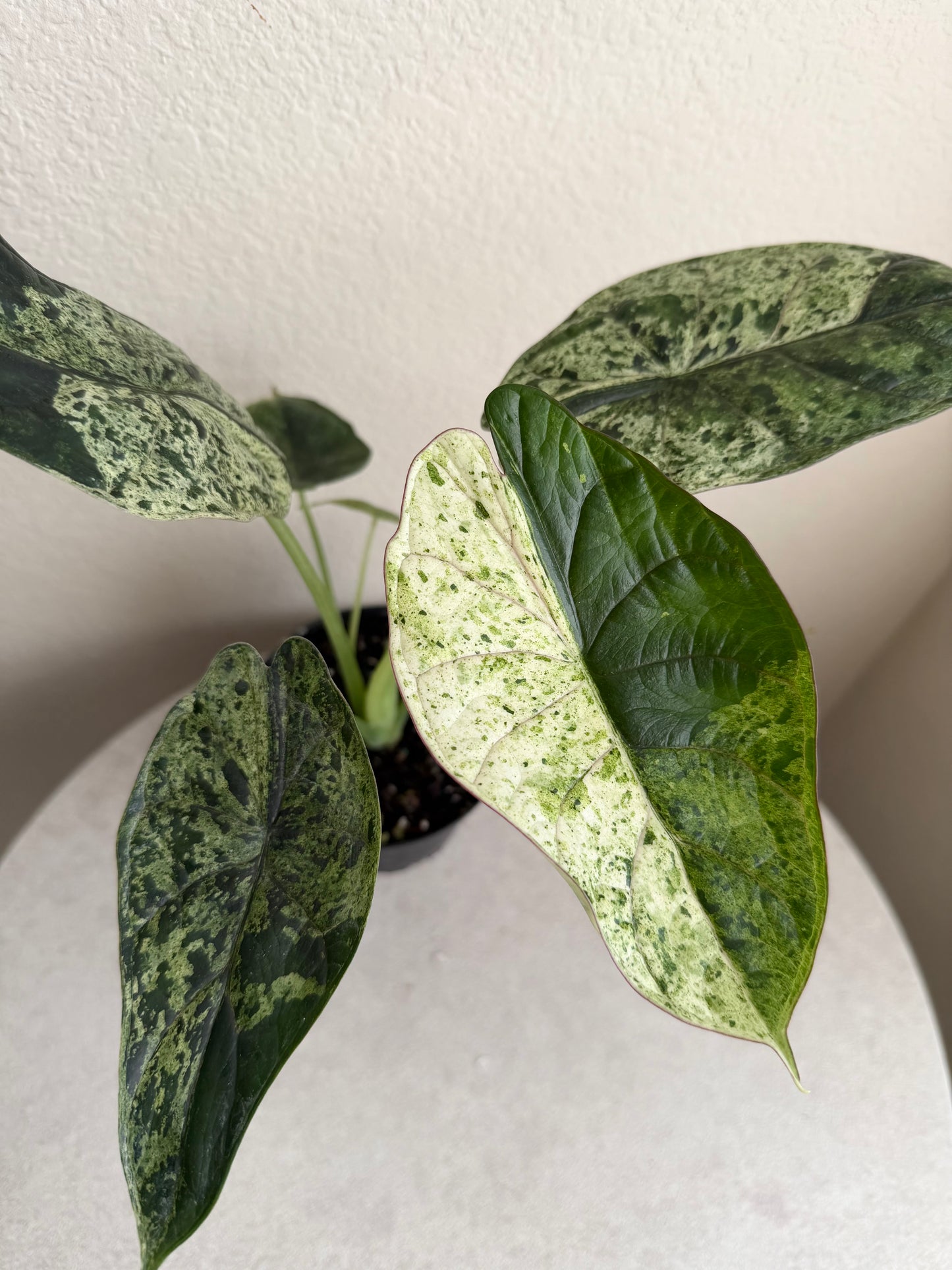 4” Alocasia Dragon Scale Mint