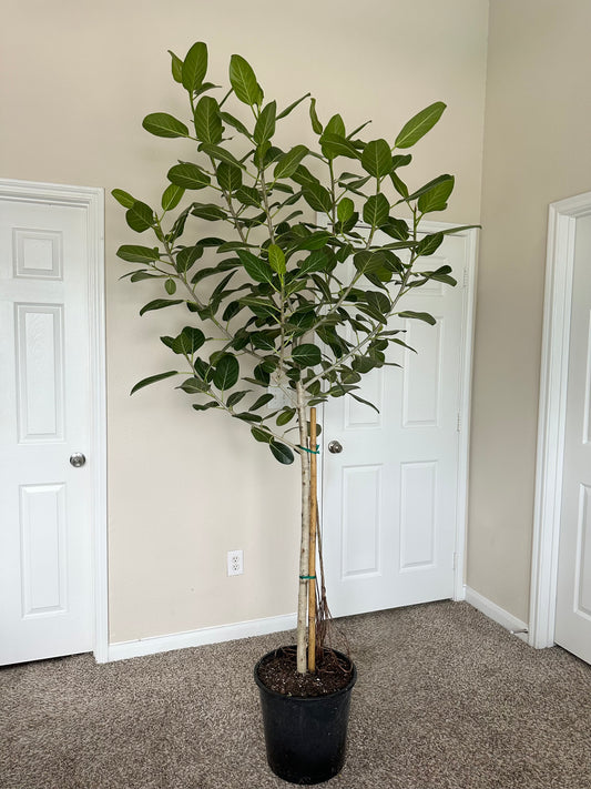 Over 8 Feet Tall Ficus Audrey