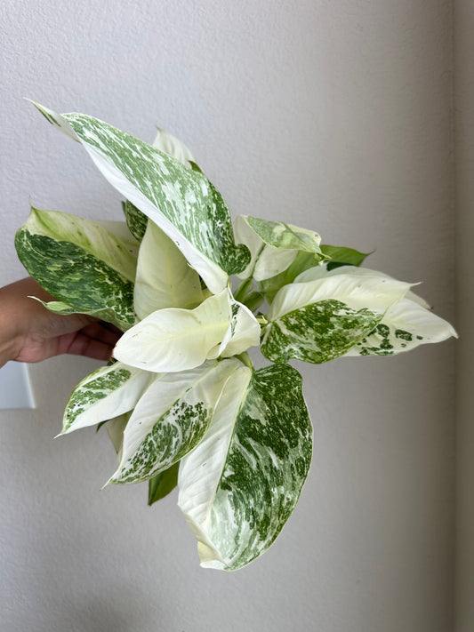 4” Philodendron Jose Bueno Fiesta
