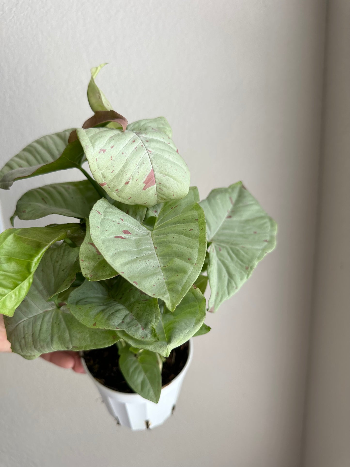 4” Syngonium Milk Confetti