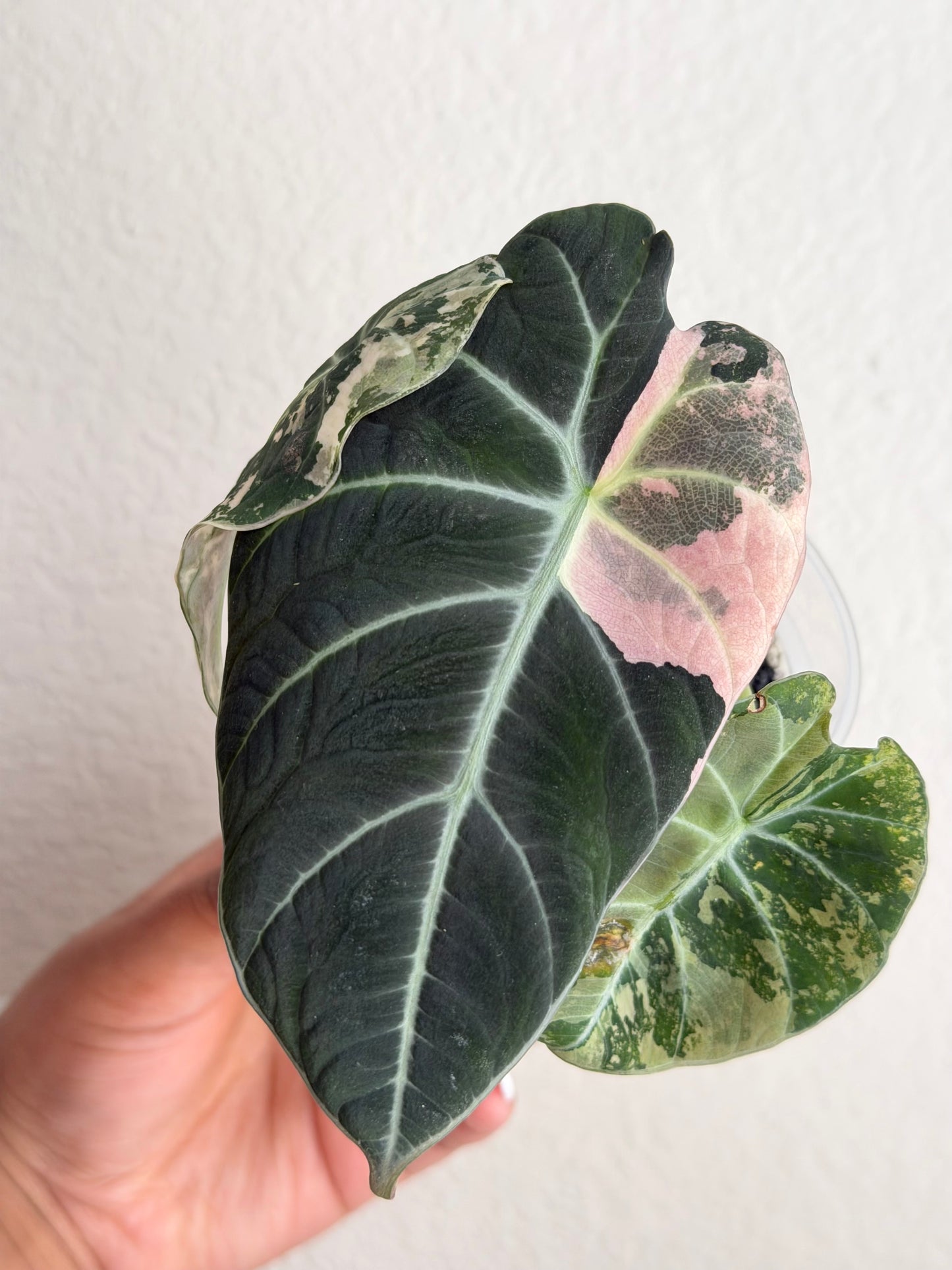 Alocasia Pink Black Velvet