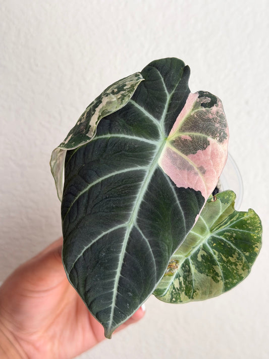 Alocasia Pink Black Velvet