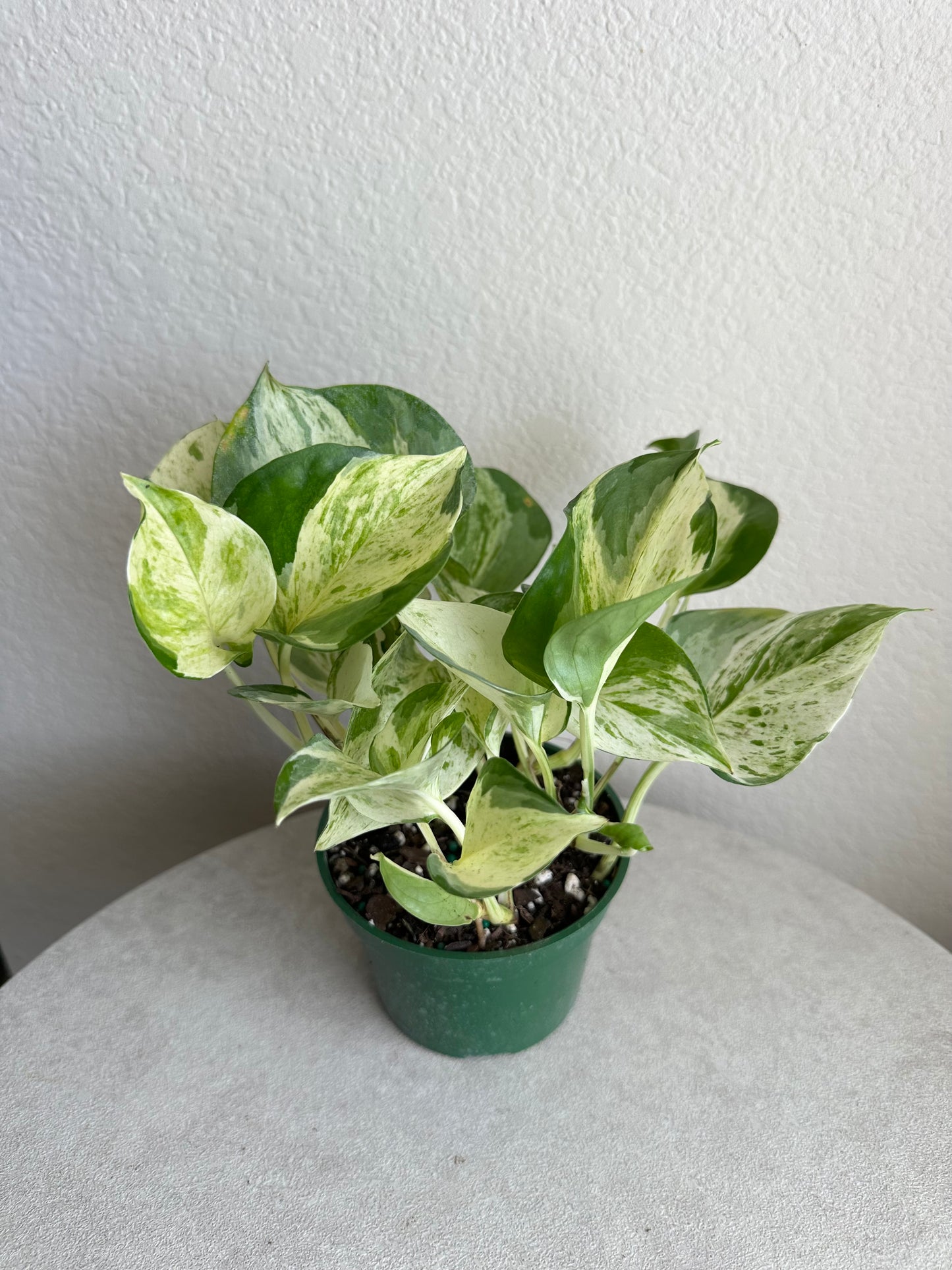 4” Manjula Pothos