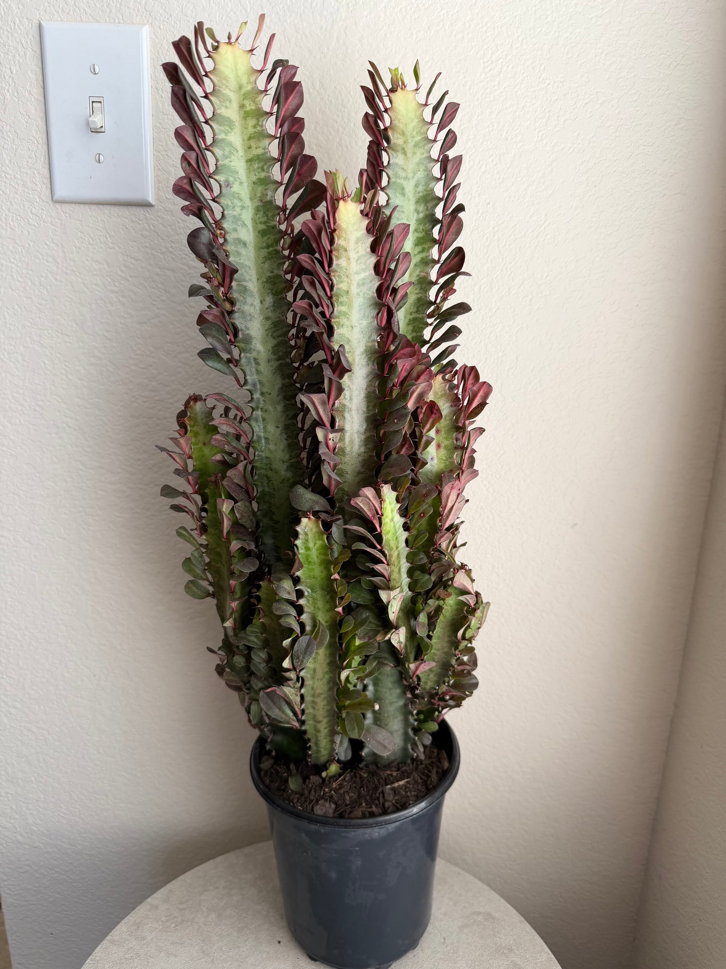 6” African Milk Tree