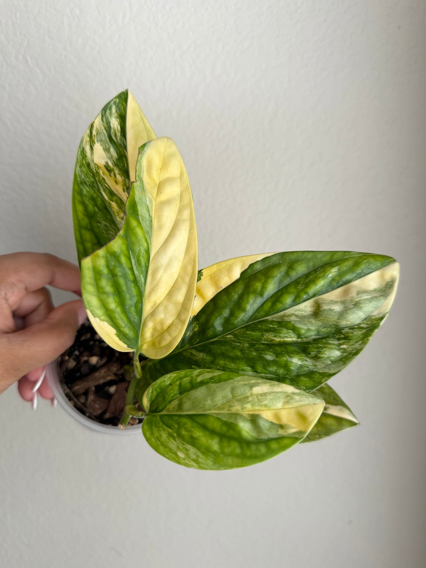 Monstera Peru Variegated
