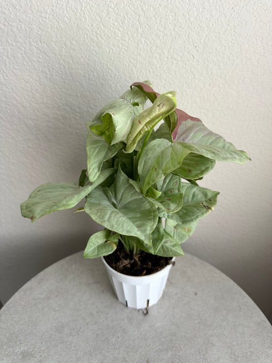 4” Syngonium Milk Confetti