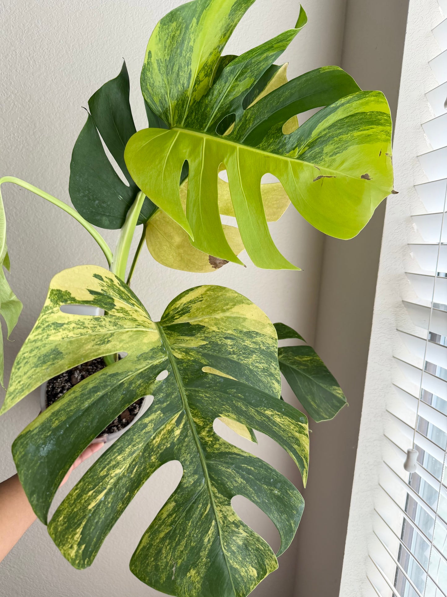Monstera Aurea