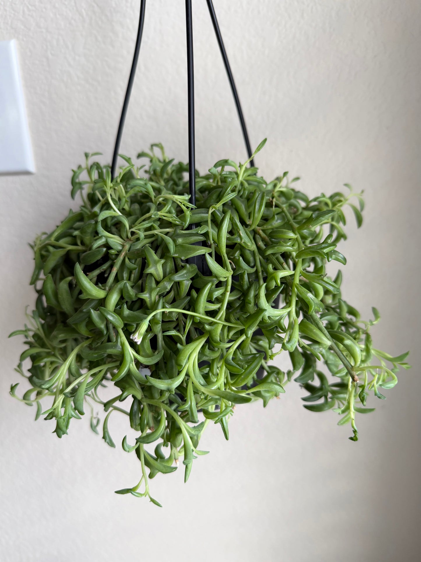 6” String of Dolphins Hanging Basket