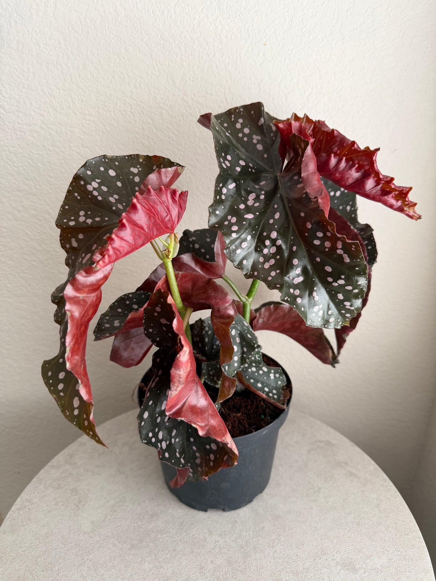 6” Cracklin’ Rosie Angel Wing Begonia