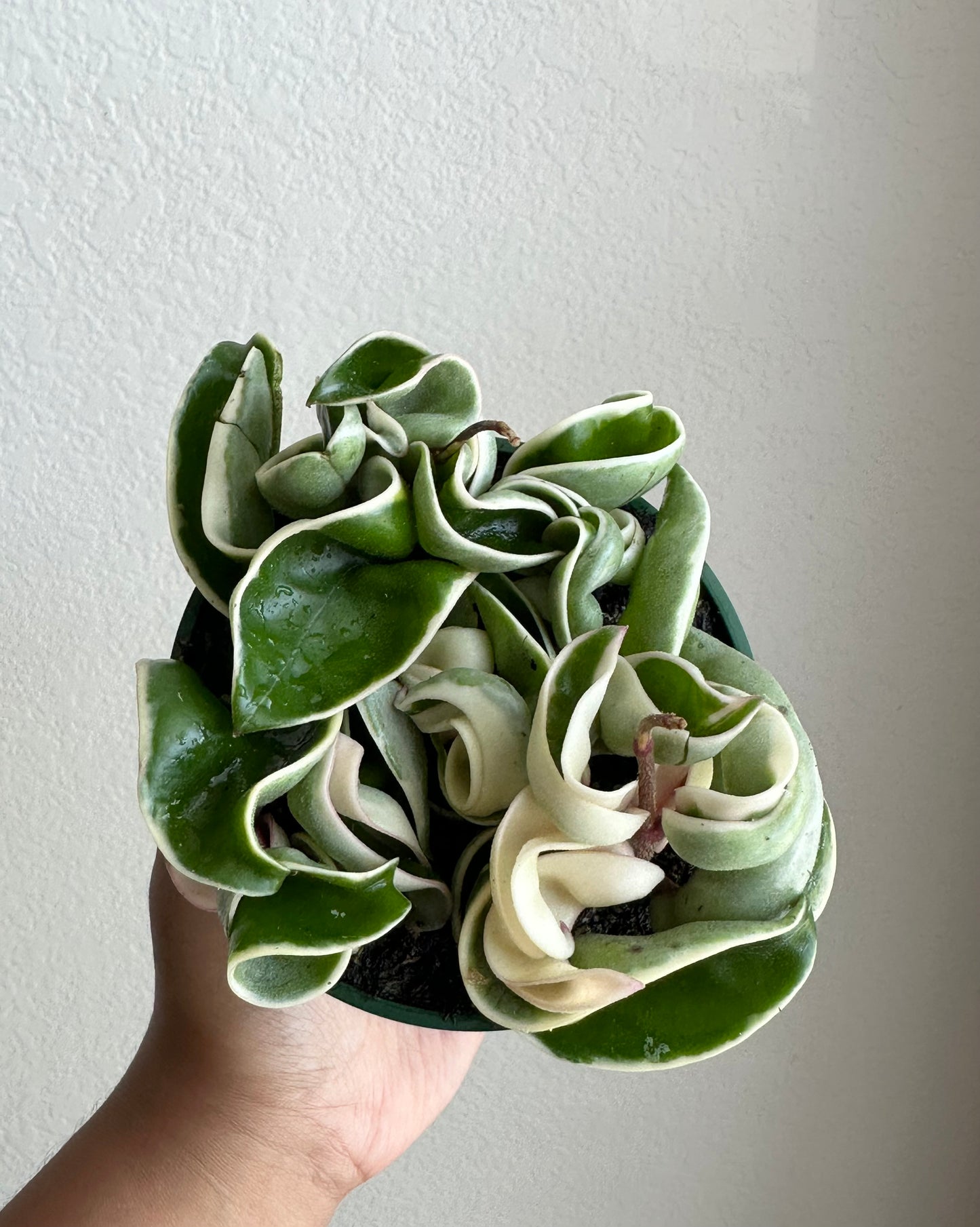 4” Hoya Carnosa 'Compacta Variegata'
(Variegated Hindu Rope)