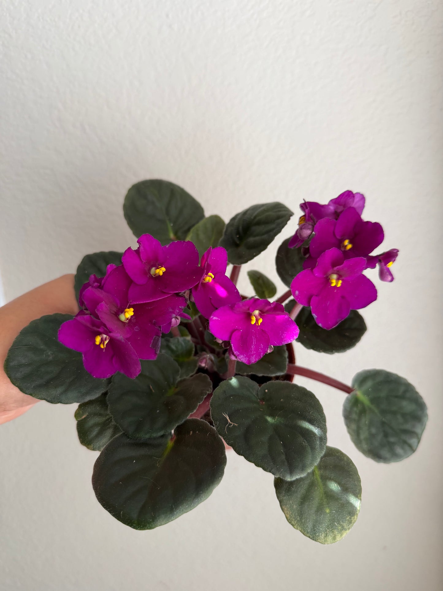 4” African Violets