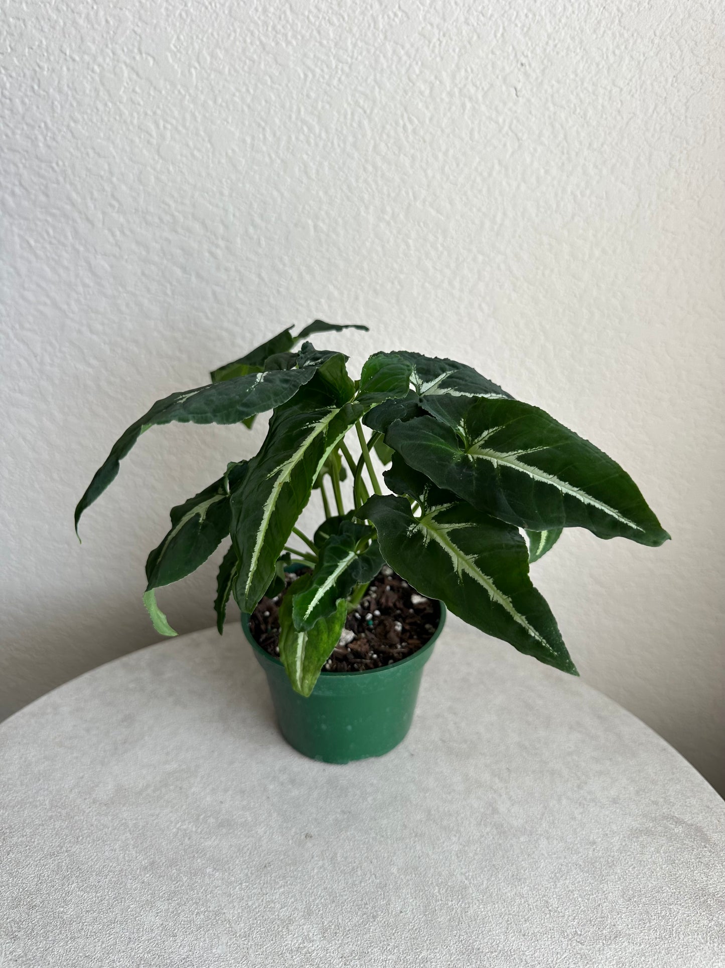 4” Syngonium Wendlandii