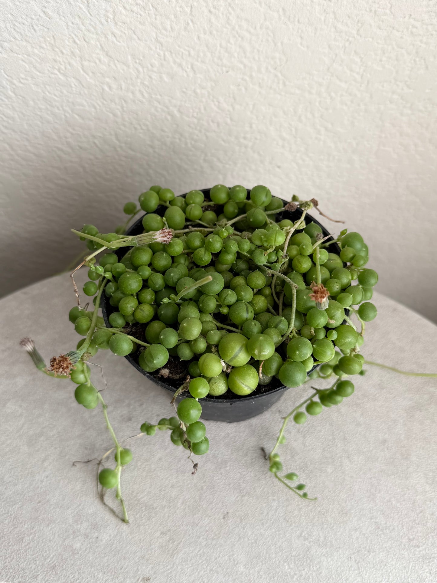 4” String of Pearls
