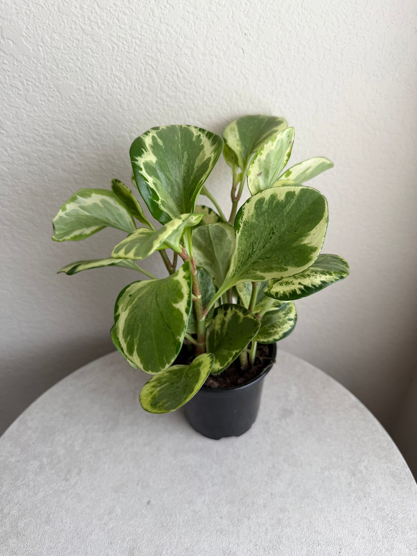 4” Peperomia Golden Gate