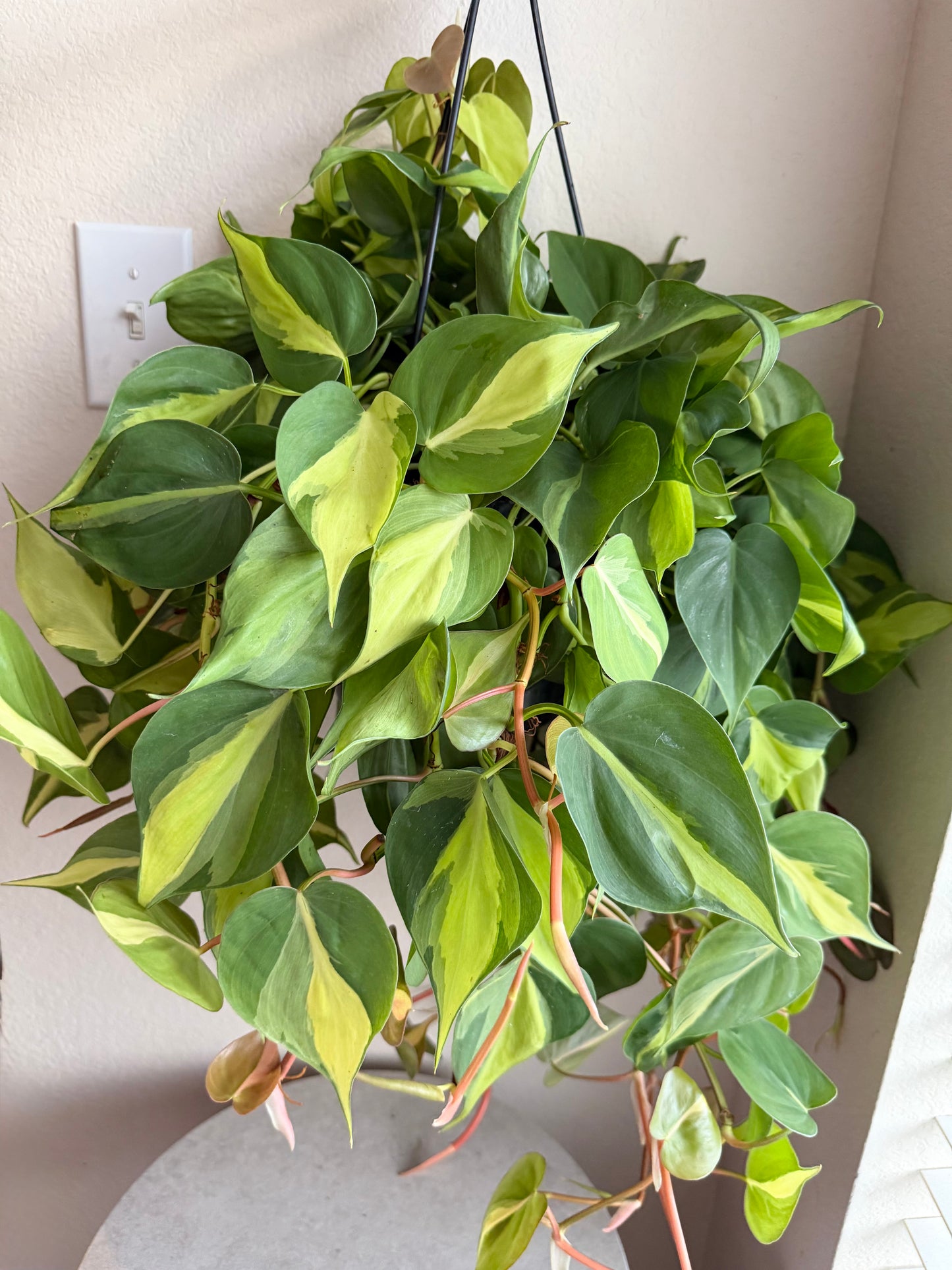 8” Philodendron Brasil Hanging Basket
