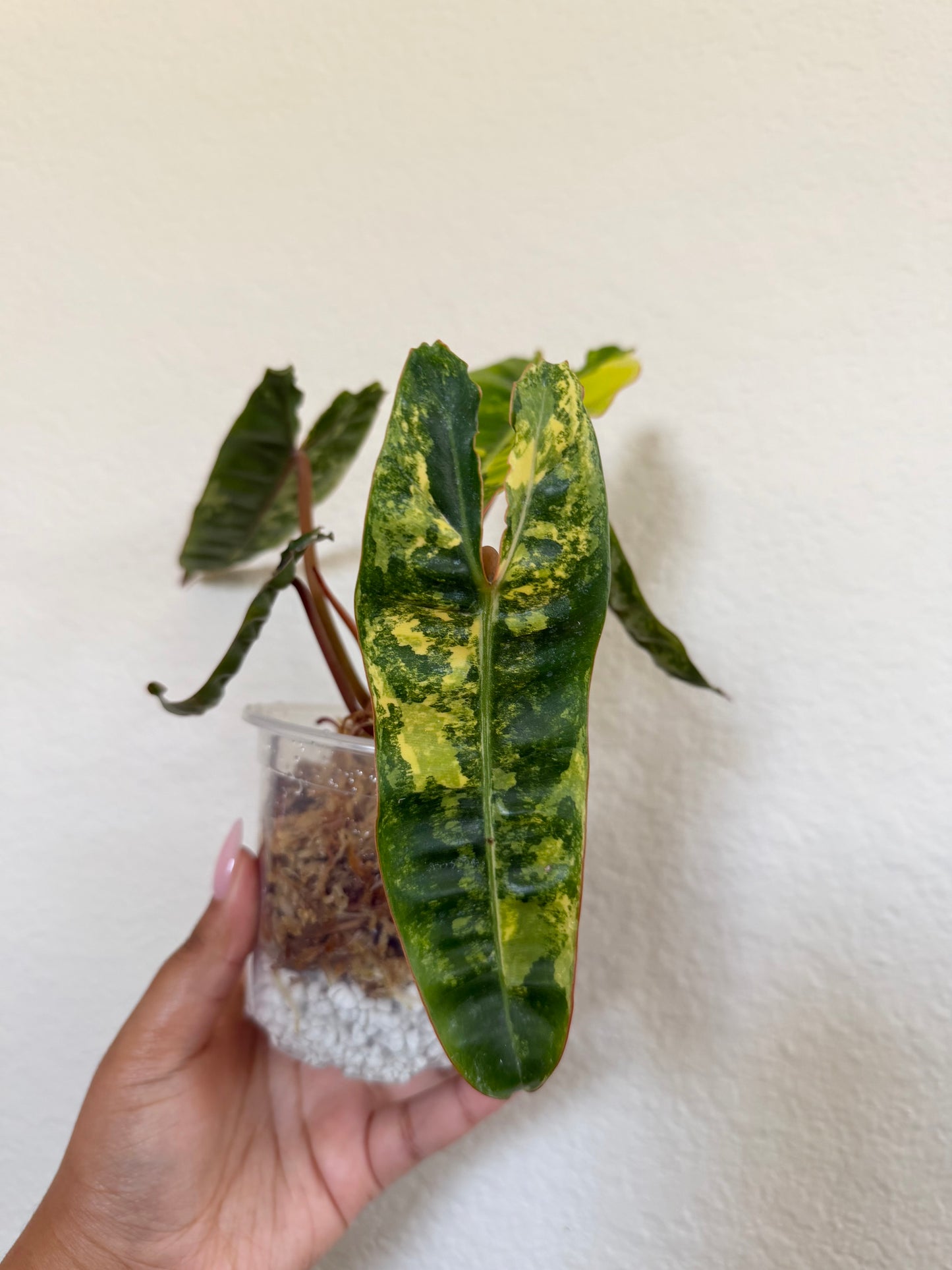 Philodendron Billietiae Variegated