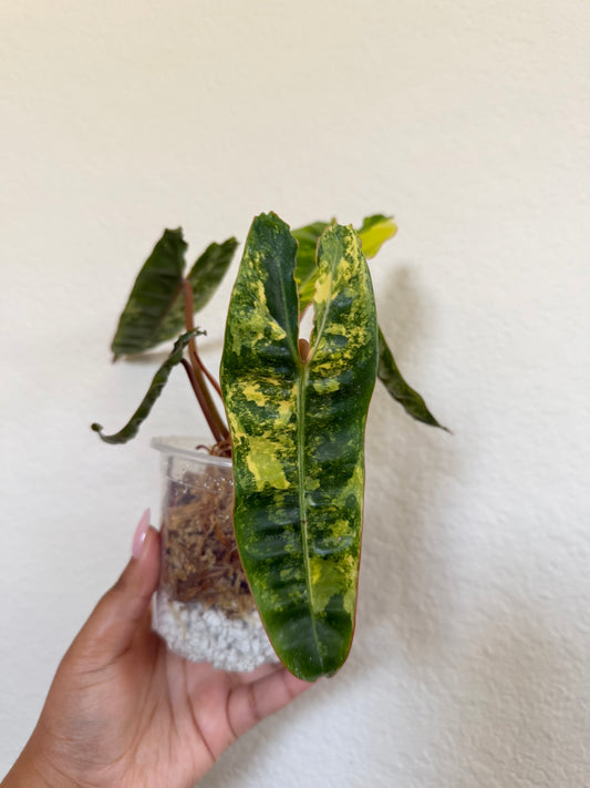 Philodendron Billietiae Variegated