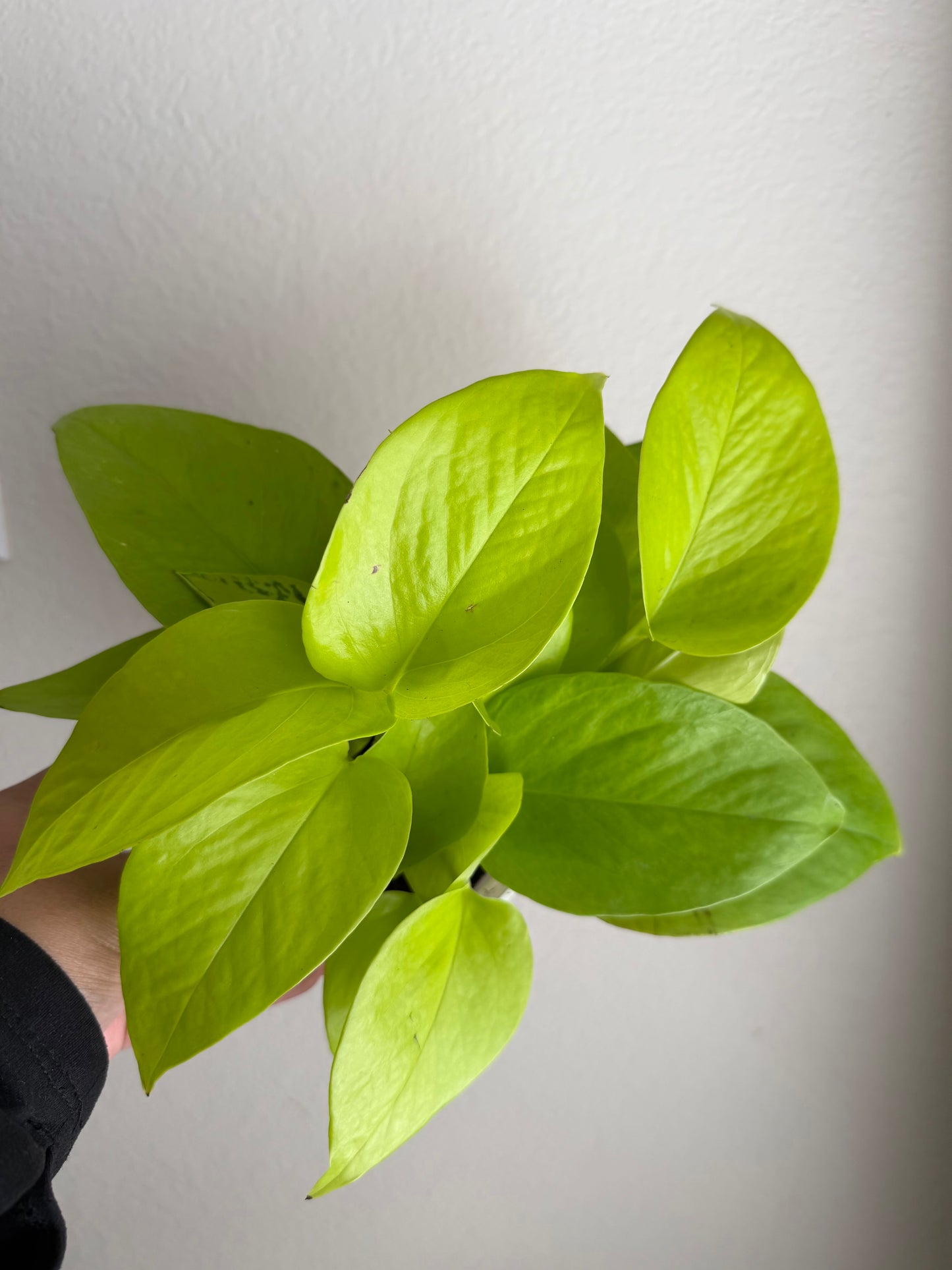 4” Neon Pothos