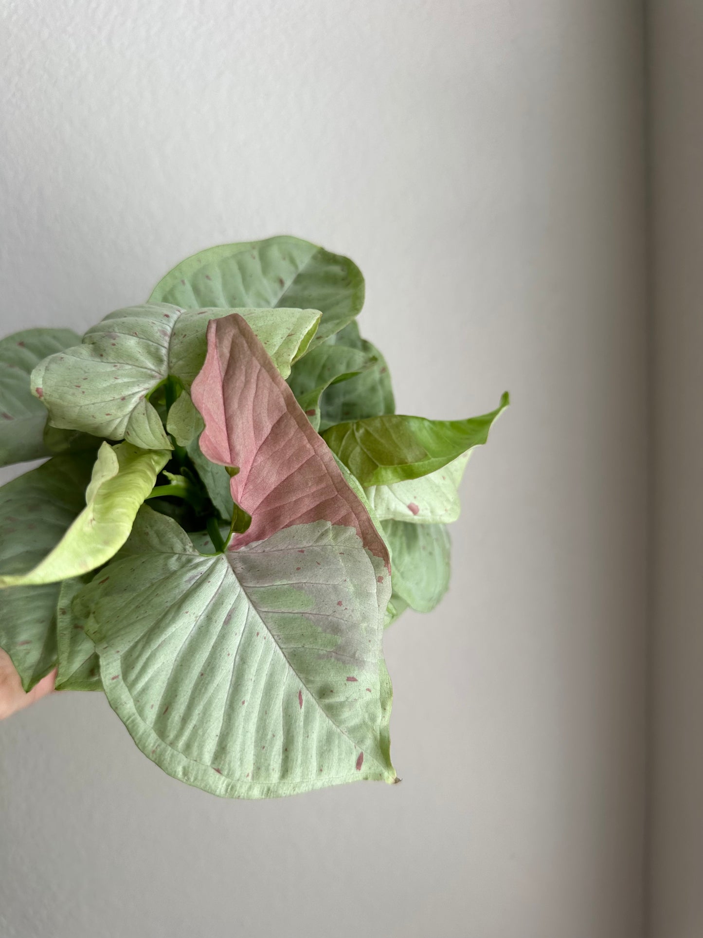 4” Syngonium Milk Confetti