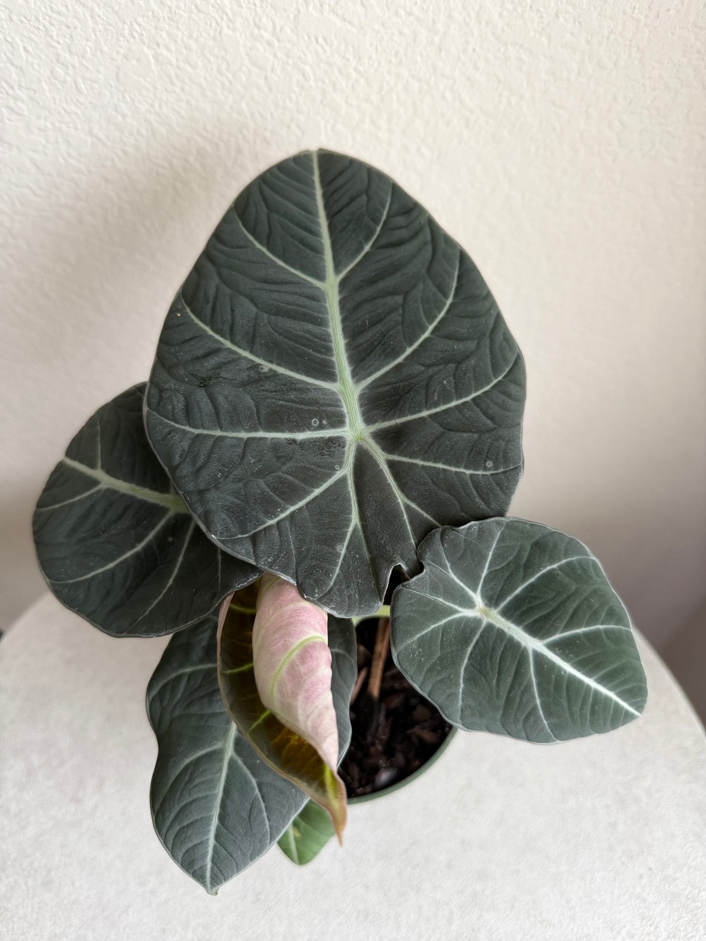 4” Alocasia Black Velvet