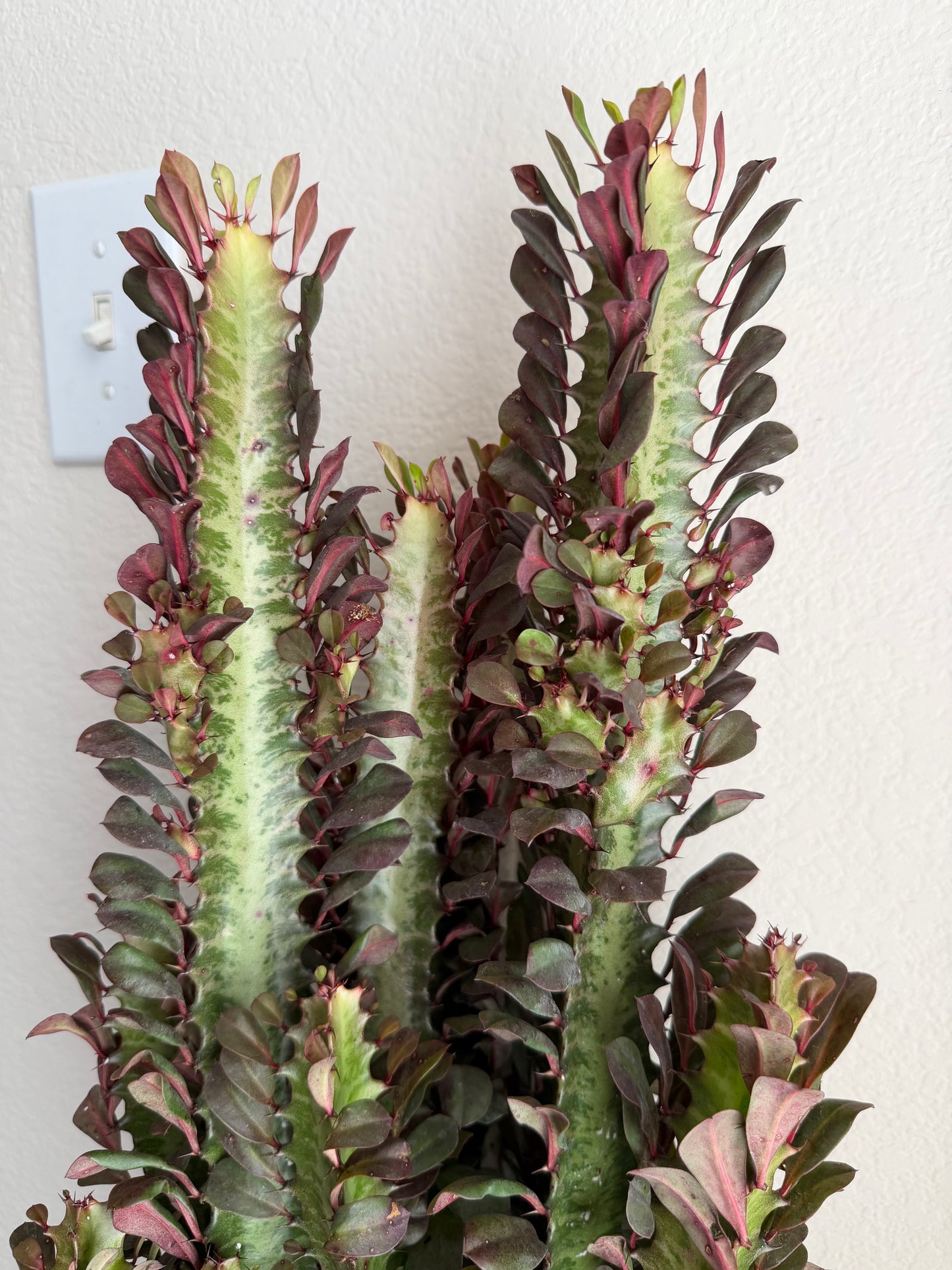 6” African Milk Tree