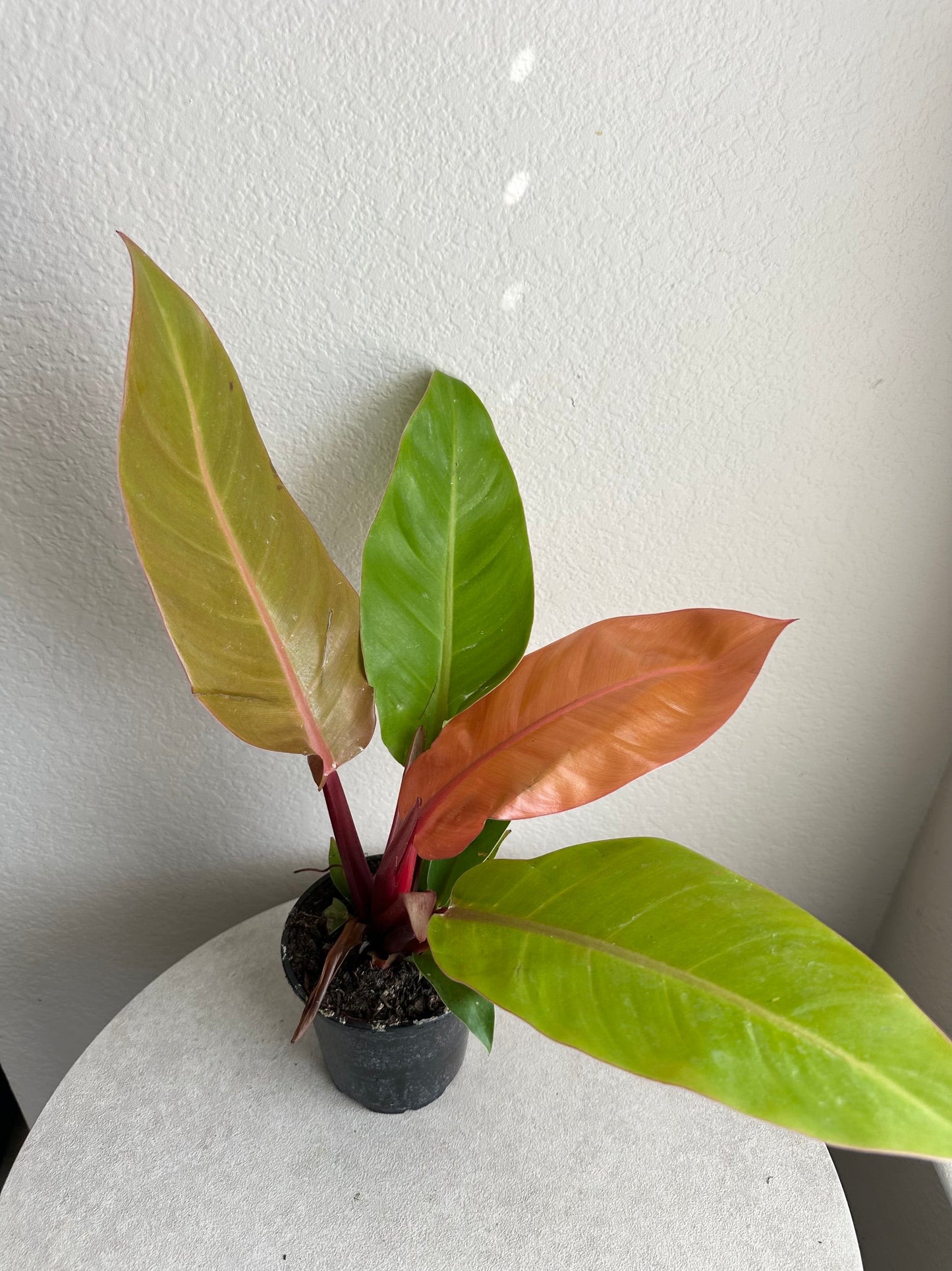4” Prince of Orange Philodendron