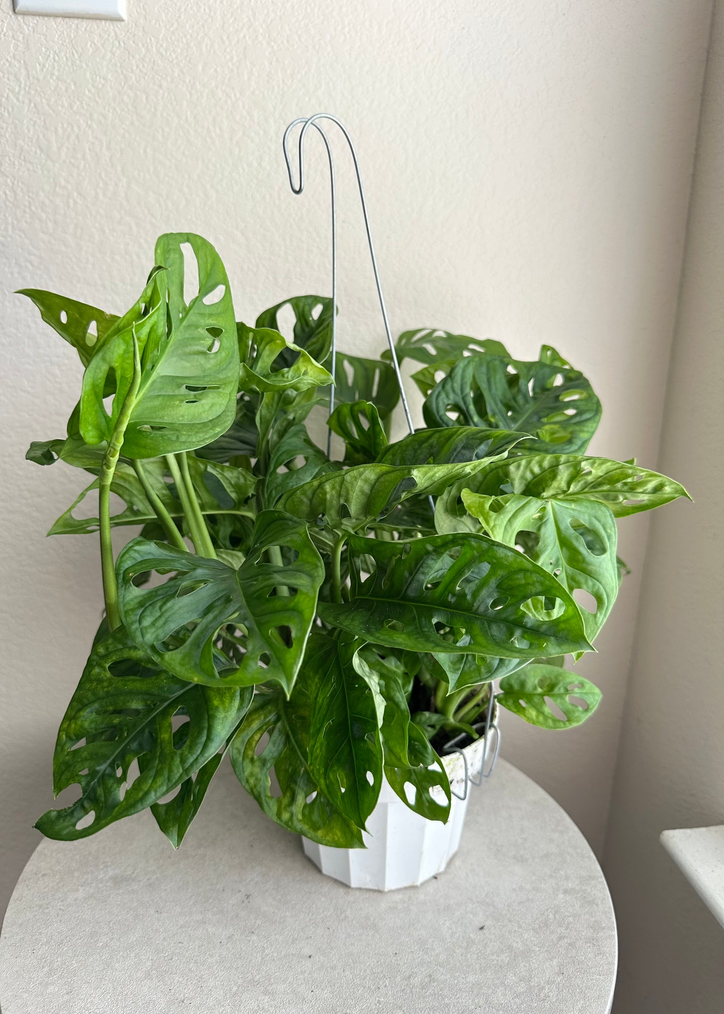 6” Monstera Adansonii (Swiss Cheese
Plant)
