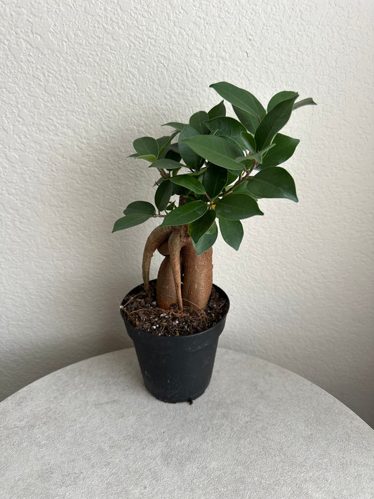 4” Ficus Ginseng Bonsai