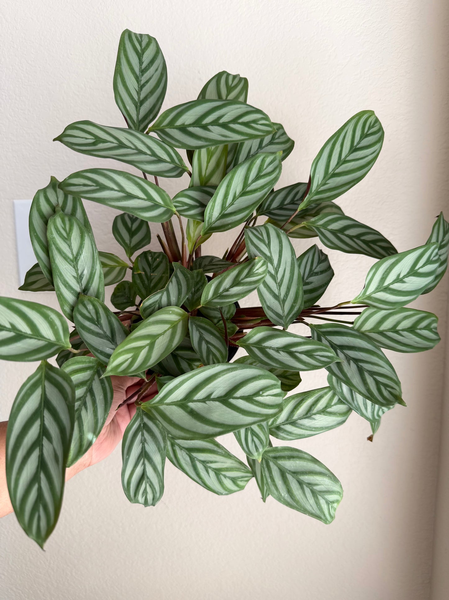 5” Calathea Setosa