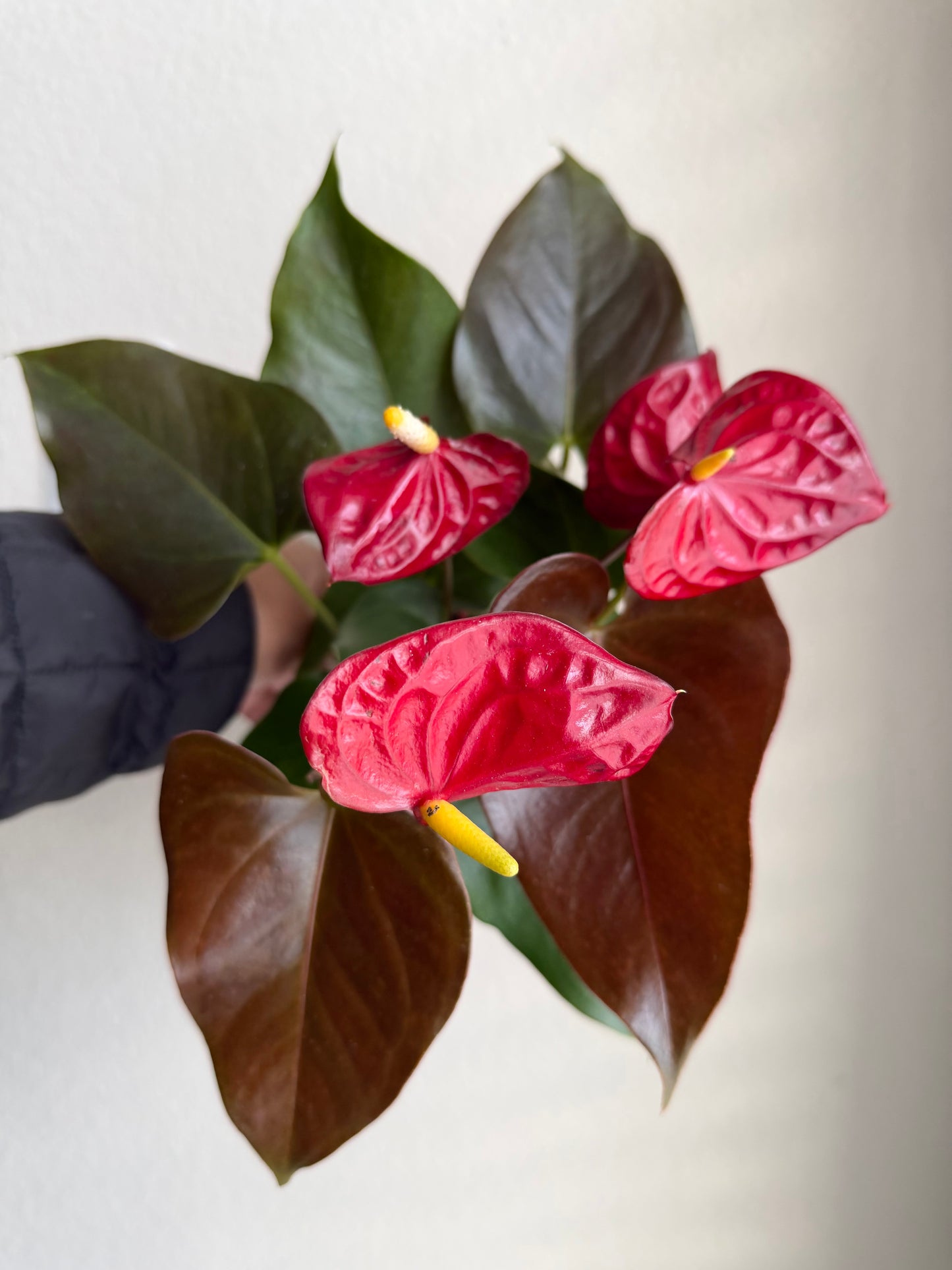 4” Red Anthurium