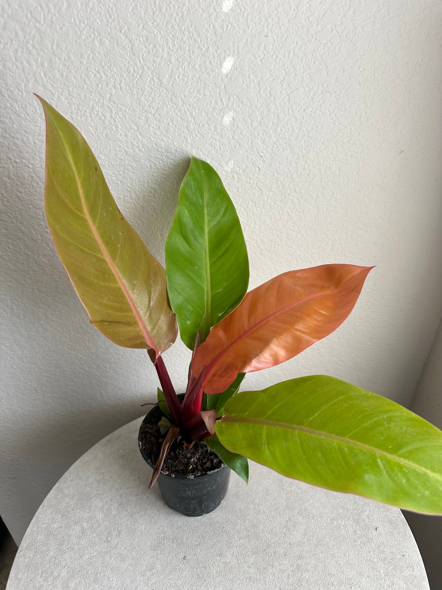 4” Prince of Orange Philodendron