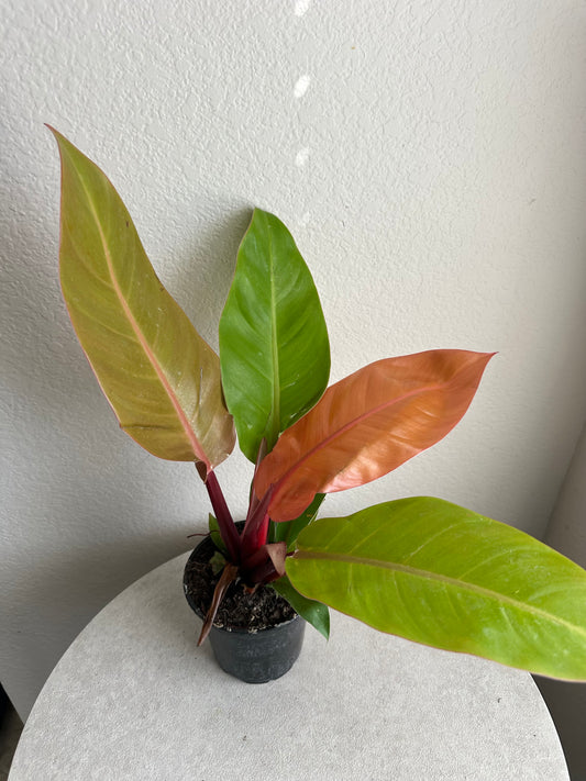 4” Prince of Orange Philodendron