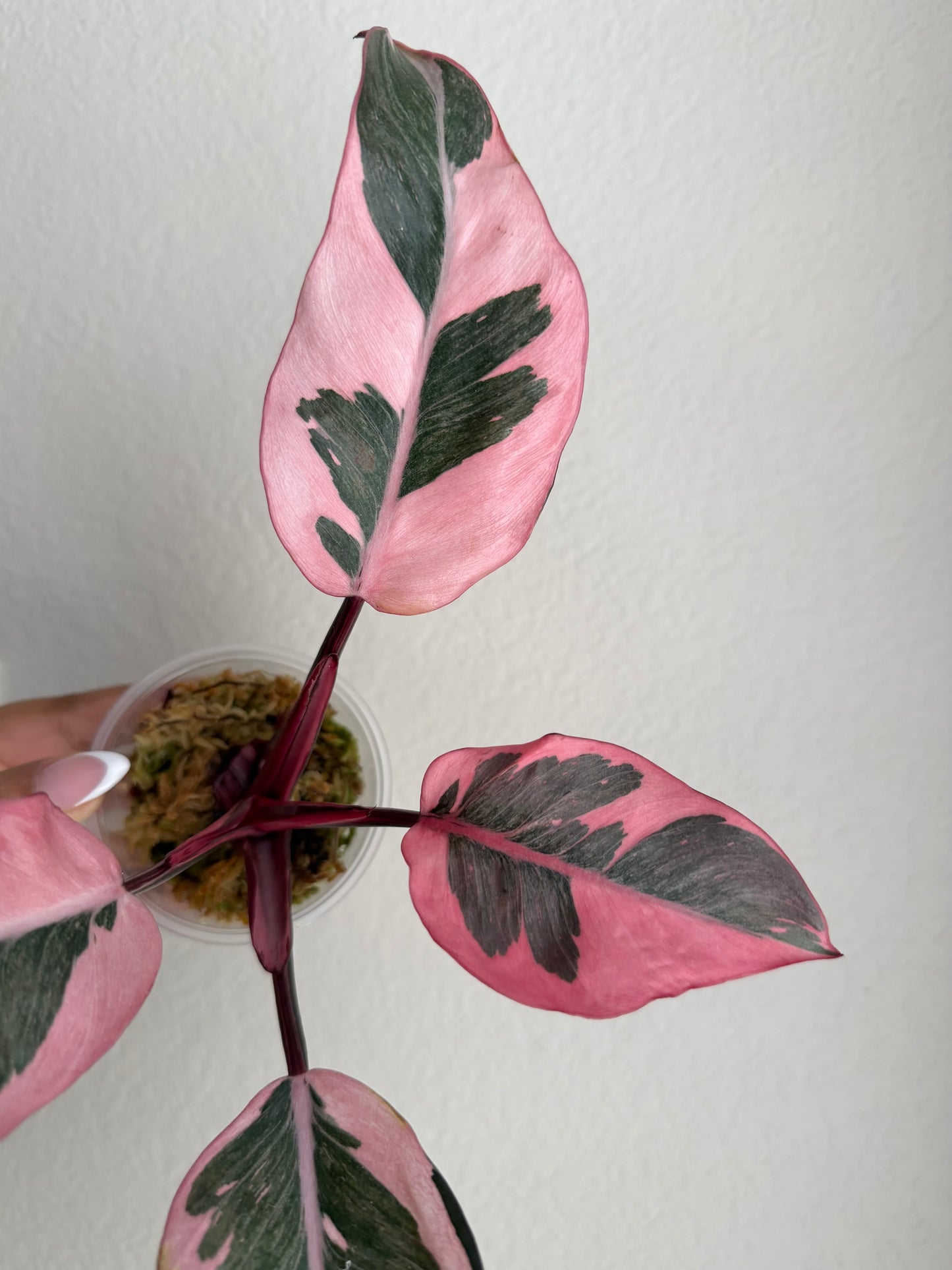 Rare Philodendron Pink Princess Mutation