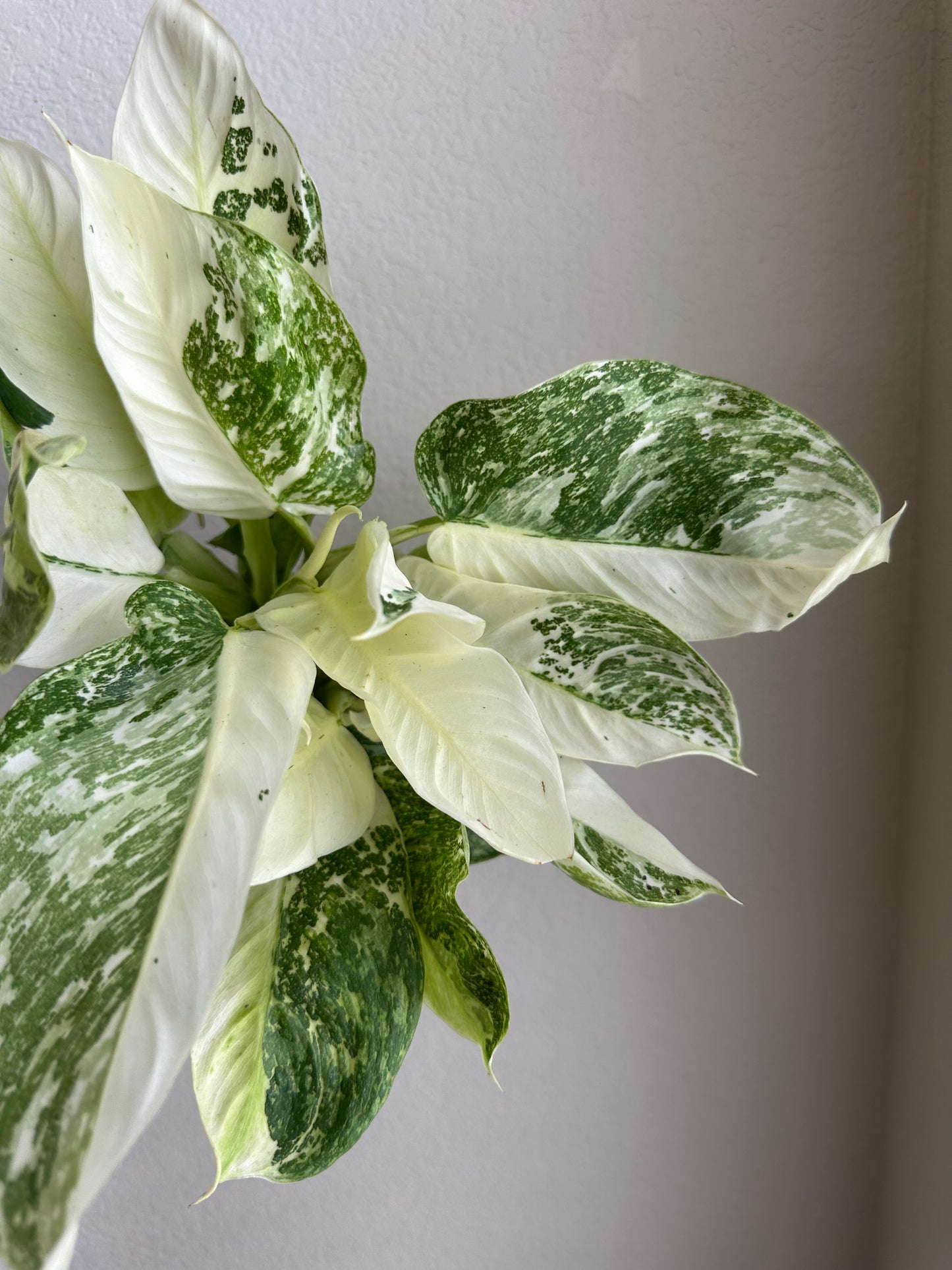 4” Philodendron Jose Bueno Fiesta