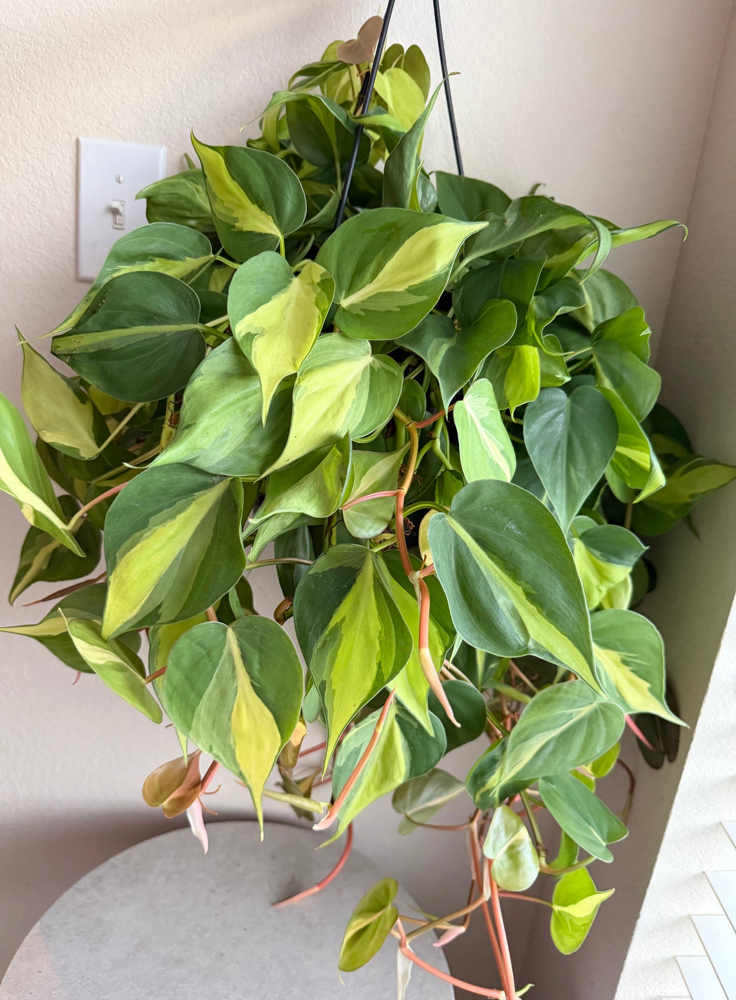 8” Philodendron Brasil Hanging Basket