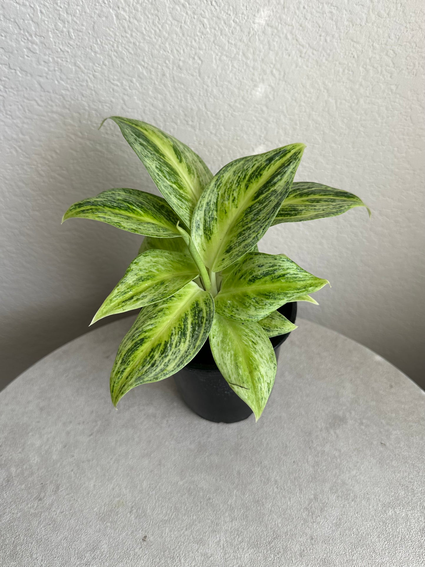 4” Rare Aglaonema Lemon Honey