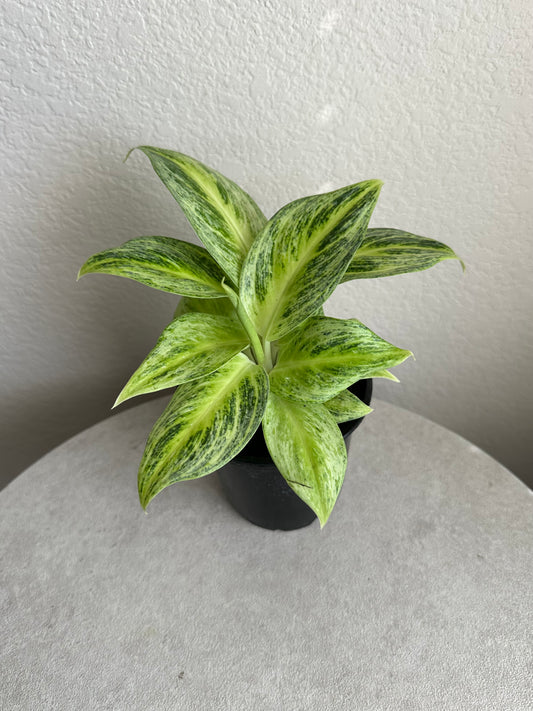 4” Rare Aglaonema Lemon Honey