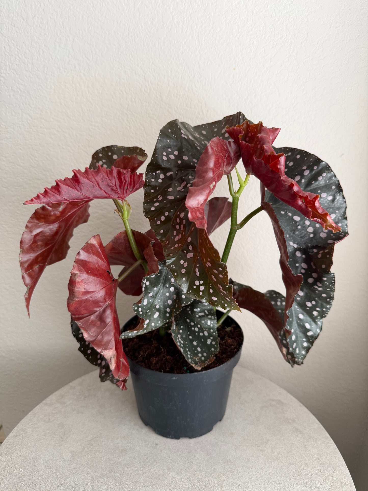 6” Cracklin’ Rosie Angel Wing Begonia