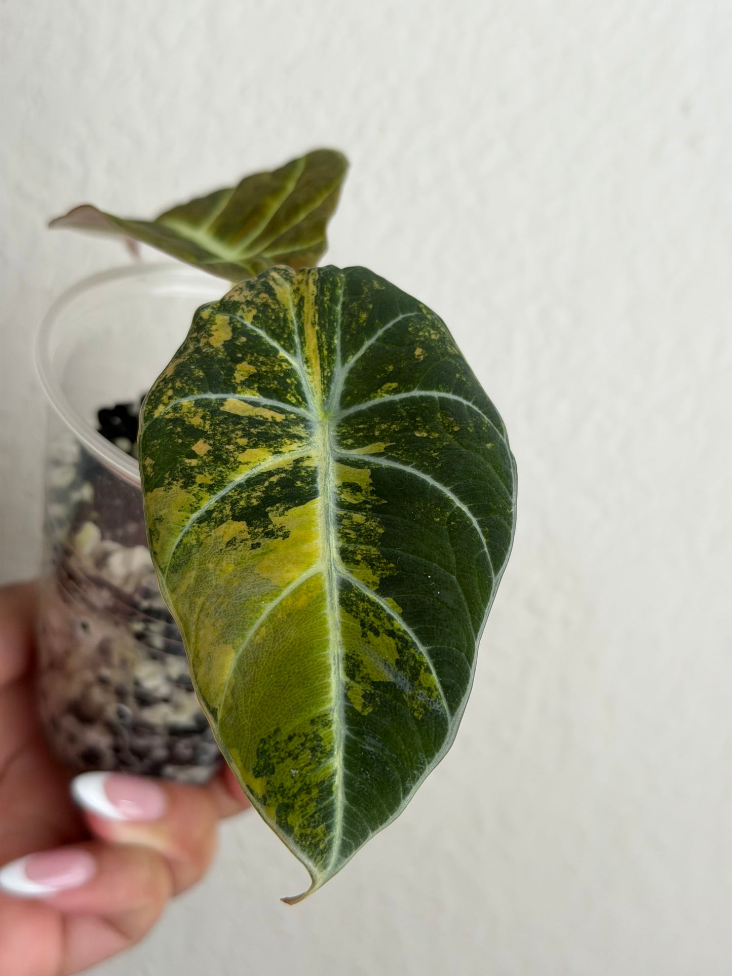 Rare Alocasia Black Velvet Gold