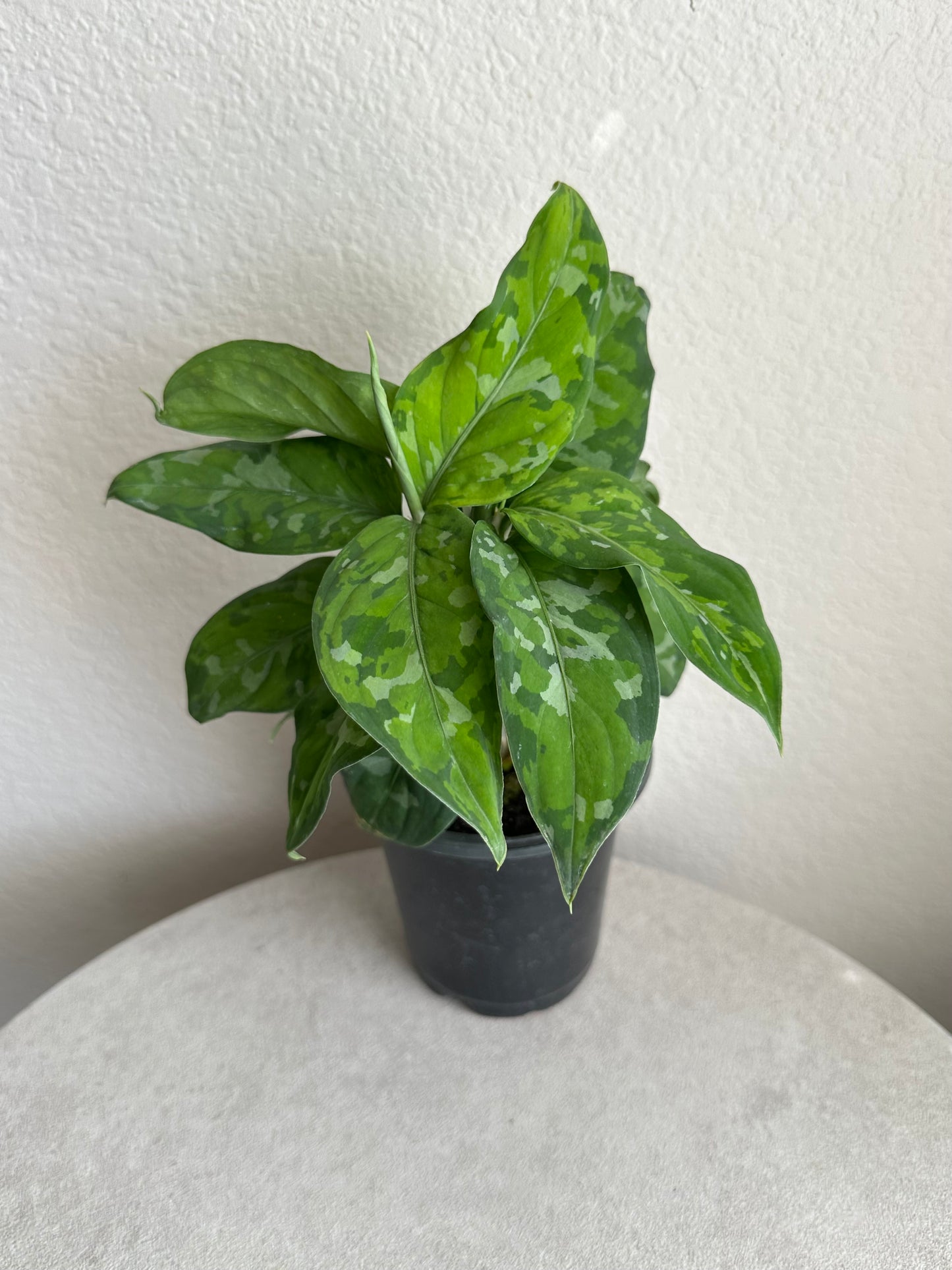 4” Aglaonema Pictum Tricolor