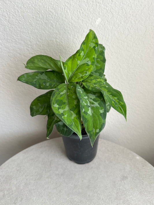 4” Aglaonema Pictum Tricolor