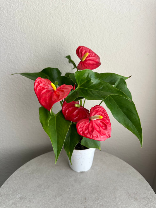 4” Red Anthurium
