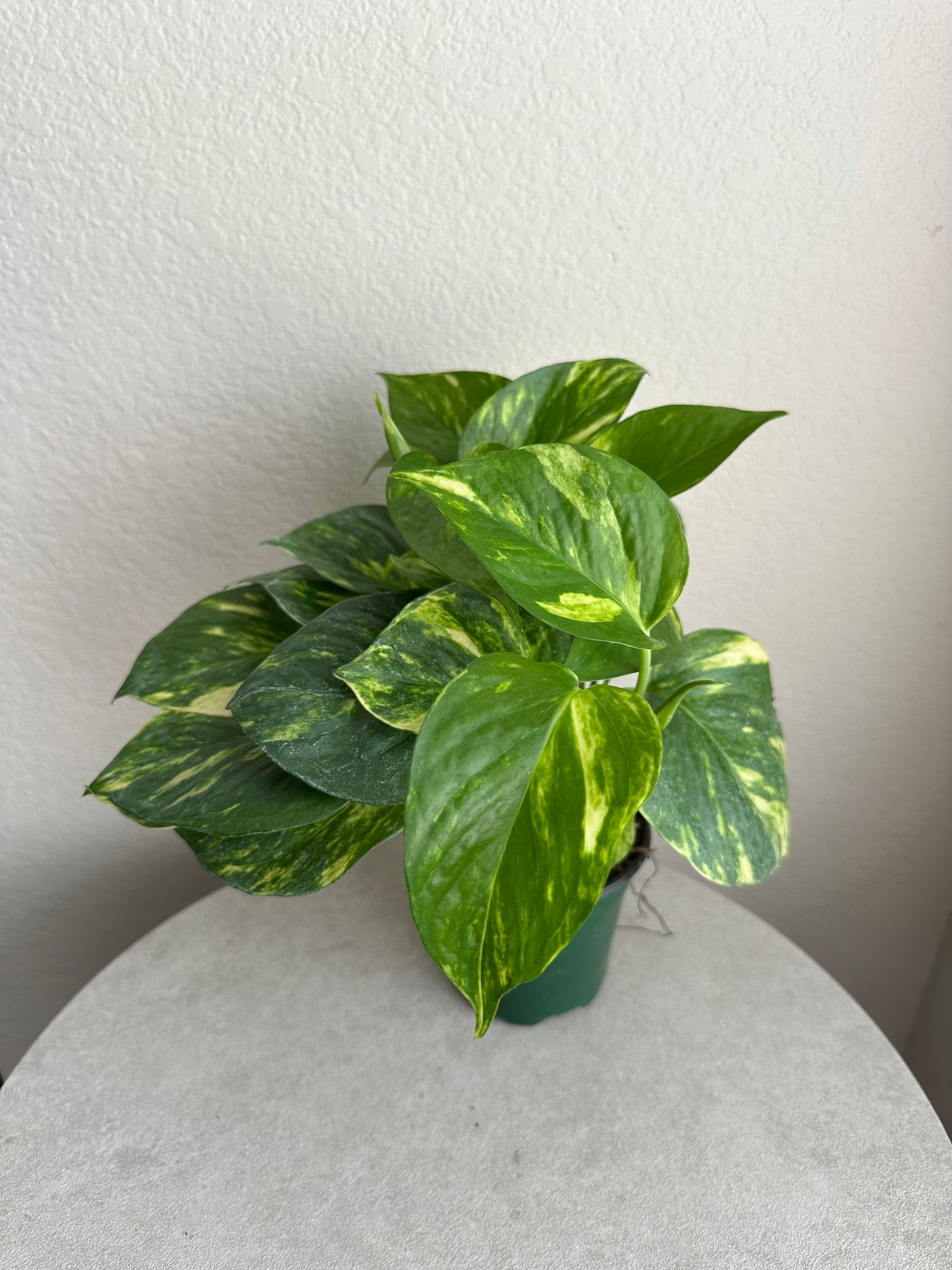 4” Golden Pothos