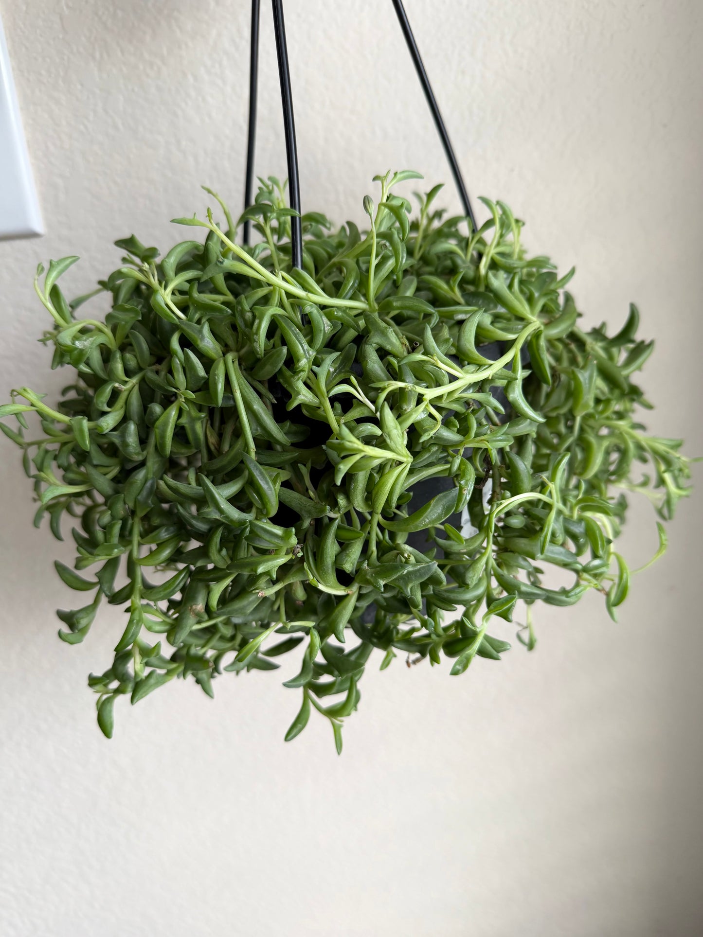 6” String of Dolphins Hanging Basket