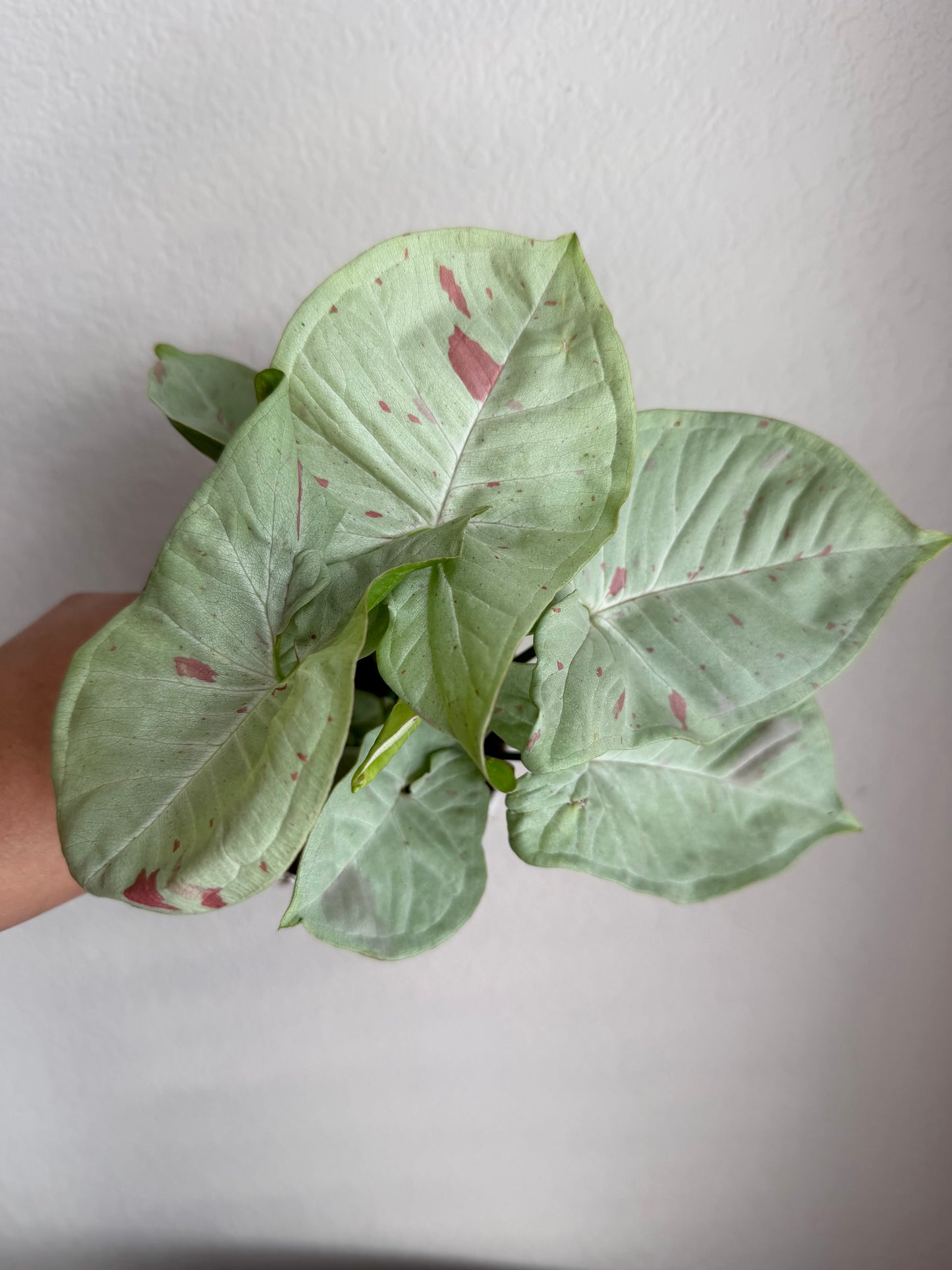 4” Syngonium Milk Confetti