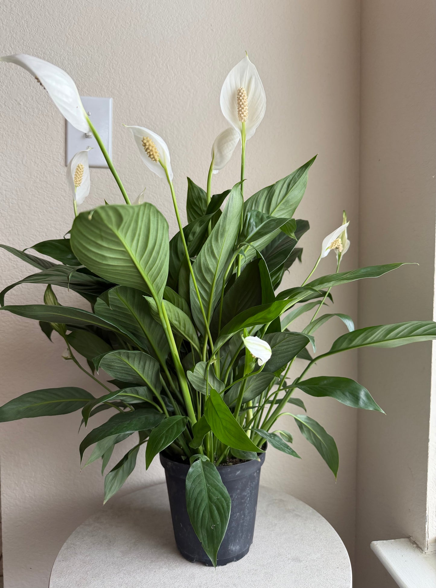 6” Peace Lily