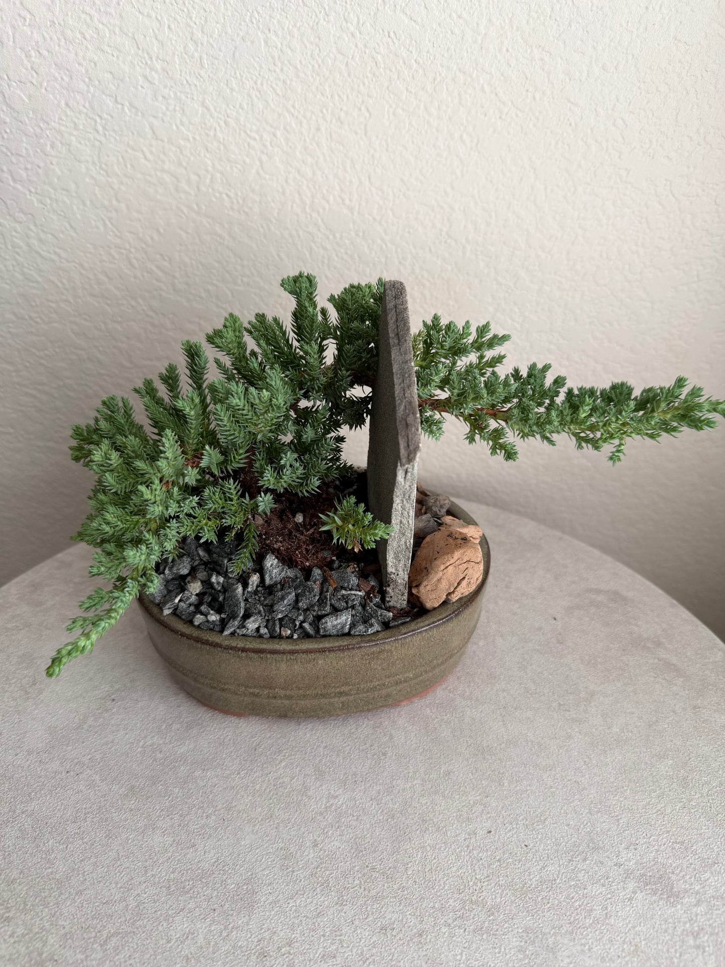 6” Juniper Bonsai